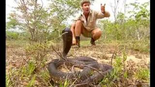 Africas Deadliest Snakes Part 1 [upl. by Stoneman]