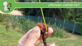 Echte Walnuss  WalnussKeimling  290818 Juglans regia  Baum Bestimmung [upl. by Iot]