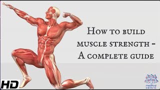 How To Build Muscle Strength A Complete Guide [upl. by Brenna]