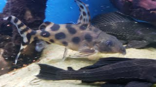 Synodonis Decorus 22 Daniken Aquatics Top 100 Fish of the Fish House [upl. by Dani616]