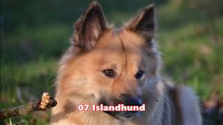 Nordische Hunde komplettNordic dogs completely [upl. by Gillespie]