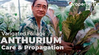 Foliage Anthurium Care and Propagation Tips For Lush Big Healthy Plants [upl. by Eedia]