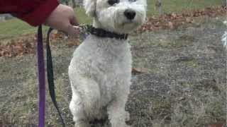 Bichon Frise Running amp Fighting in the Park Puppy amp Dog Chase [upl. by Torres]