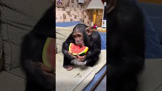 Emotional chimpanzee shortvideo animals healing shorts pets [upl. by Hedberg]