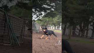 Kelpie Pup starts sheep work [upl. by Alejo]