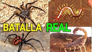 Cienpies Gigante vs La Araña Viuda Negra vs Alacran vs La Araña BATALLA REAL  SECCION ANIMAL [upl. by Boccaj]