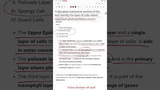 In the given transverse section of the leaf identify the layer of cells where maximum photosynthesis [upl. by Alwitt637]