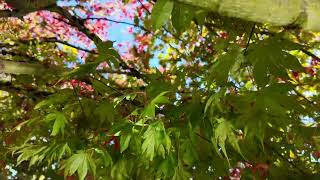 Beautiful langara college campus on an autumn morning Sunny day fall leavesmaple treesunlight [upl. by Caundra]