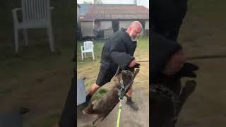 Dutch Shepherd Attack [upl. by Navannod]