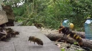 Ataques avespa asiática ás colmeas vespa velutina nigrithorax [upl. by Talbert249]