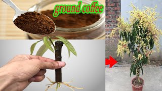 Special idea of ​​using coffee grounds to propagate mango trees easily [upl. by Airam]