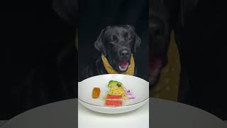 This anchor fakes his plan to make his debut by eating cute pets Labrador Oh my god it is so good [upl. by Esdnyl]