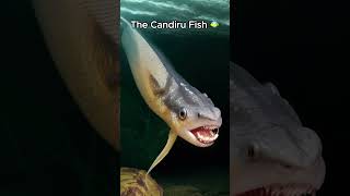 The Candiru Fish [upl. by Tedmann]