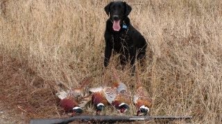 Pheasent Hunting in Montana  2009 [upl. by Enivid658]