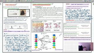 svt linformation genetique expression [upl. by Auj]