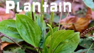 The Northwest Forager Ep 9 Common Plantain [upl. by Bonine]