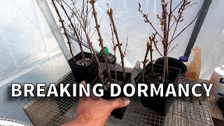 Lilac Cuttings Breaking Dormancy [upl. by Hartnett452]