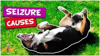 What Causes Seizures in Dogs top 5 causes of dog seizures [upl. by Priscilla]