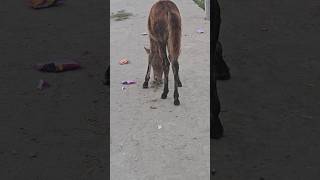 Horse comedy funny video 😁😁😁  shorts ytshorts horses comedy funny [upl. by Hurd]