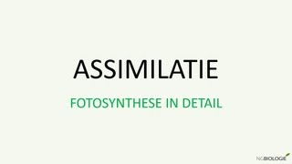 Assimilatie  Fotosynthese in detail [upl. by Ynohtn431]