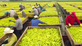 California Farmers Harvest At 253 Million Acres Of Farmland This Way  Farming Documentary [upl. by Sucramej]