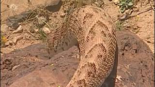 Reptiles et cobras dans le désert  Documentaire COMPLET [upl. by Ymar]