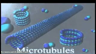 microtubulos del citoesqueleto [upl. by Urial]