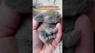 Cute Baby Rabbit Farming How to Succeed in the Viral Trend [upl. by Allard]