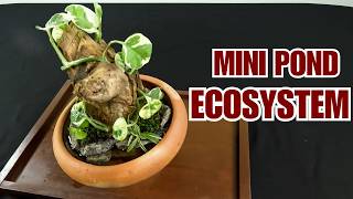 Mini Pond Ecosystem in Clay Bowl  Driftwood Hardscape  Indoor Pond [upl. by Richmound111]