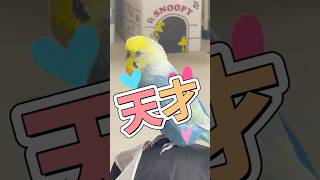 インコも絶賛！ ハープの耳コピ演奏 ディズニー スティッチ セキセイインコのいる暮らし [upl. by Goodrich]