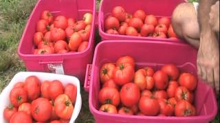 Rutgers Heirloom Tomatoes  The First 100 Pounds [upl. by Nanerb]