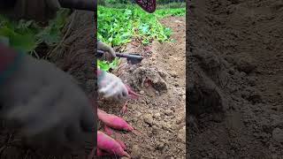 Farmers harvest sweet potatoes in autumn a type of sweet potato with red skin and sweet taste [upl. by Gussy306]