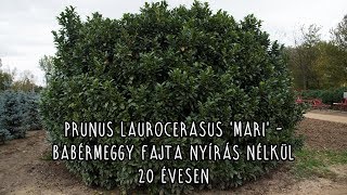 Prunus laurocerasus Mari  Babérmeggy fajta nyírás nélkül 20 évesen [upl. by Foulk886]