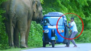 elephantattack ThreeWheeler Attacked by Wild Elephant  Father and Child Miraculously Saved [upl. by Player232]