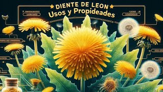 Descubre los Poderes Curativos del Diente de León Recetas y Usos Ancestrales [upl. by Nordna]