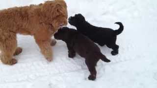 Australian Labradoodle Puppies 8 weeks old [upl. by Dicks709]