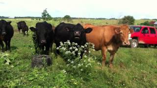 Momma Cows Mooing for their Calves [upl. by Bearce266]