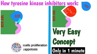 Machnism action of Tyrosine kinase inhibitors  How imatinib work  Treatment of CML [upl. by Onaicul272]