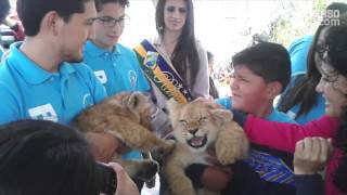 Keisha y Aslan los cachorros de león fueron bautizados en Baños [upl. by Laicram]