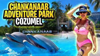 Chankanaab Adventure Park Dolphin Discovery Tour Cozumel Mexico [upl. by Sorvats903]