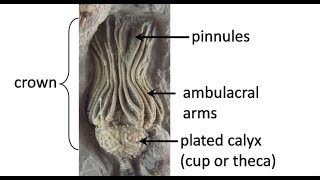 What are crinoids Carboniferous life of Texas Part 2 [upl. by Ber392]