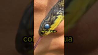 ENCONTREI UMA COBRA NA FAZENDA Erythrolamprus poecilogyrus biologia shorts [upl. by Knudson]