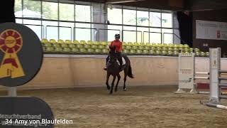 KN 34 Amy von Blaufelden 2019 Stute v Amber  Diarado [upl. by Devinne]