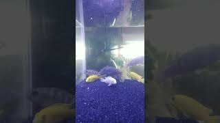 my colourful cichlid Fish Aquarium cichlidfish colorful cichlid viralfish video [upl. by Ongun612]