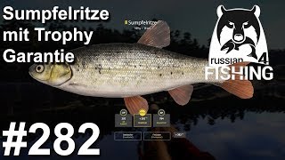 Sumpfelritze mit Trophy Garantie 🎣🐋  Russian Fishing 4 282  Deutsch  UwF [upl. by Itnavart]