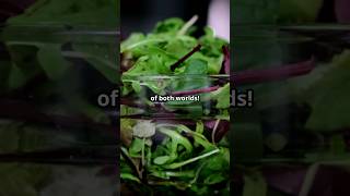 Ultimate Superfood Battle Kale vs Spinach [upl. by Anauq]