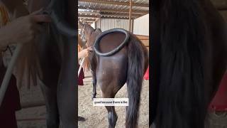 PULSING THE CHECK LIGAMENT IN A TAIL TO HELP WITH SACRAL PAIN pemf appaloosa horsecare [upl. by Ahsyek]