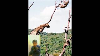 Jaguar Catching Sloth 🦥🦥reaction ytshort viral jaguar sloth [upl. by Uhej]