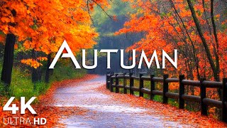 Enchanting Autumn Forests with Beautiful Piano Music🍁4K Autumn Ambience amp Fall Foliage 31 [upl. by Giovanna163]