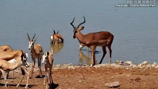 Impala Lost in a Sea of Springbok Help How do I get out of here [upl. by Hcir]